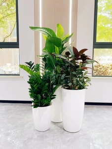 了解慈溪盆景租赁方案,畅享绿色生活!